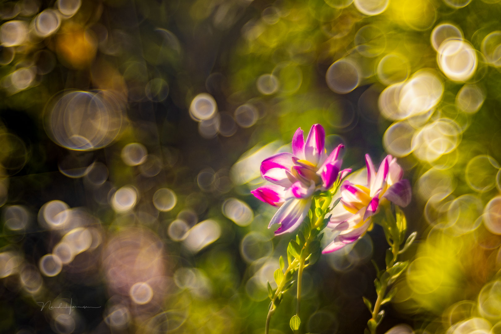 My Review of the Vintage Meyer-Optik Görlitz Trioplan 100mm f/2.8
