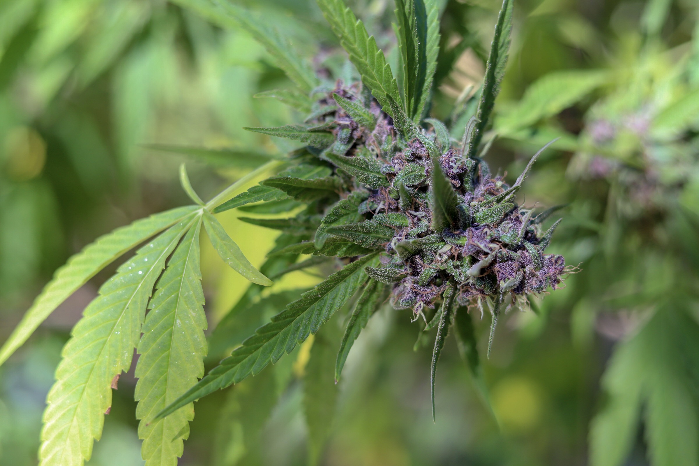 Purp Good Got purp? by J Quinn | Fstoppers