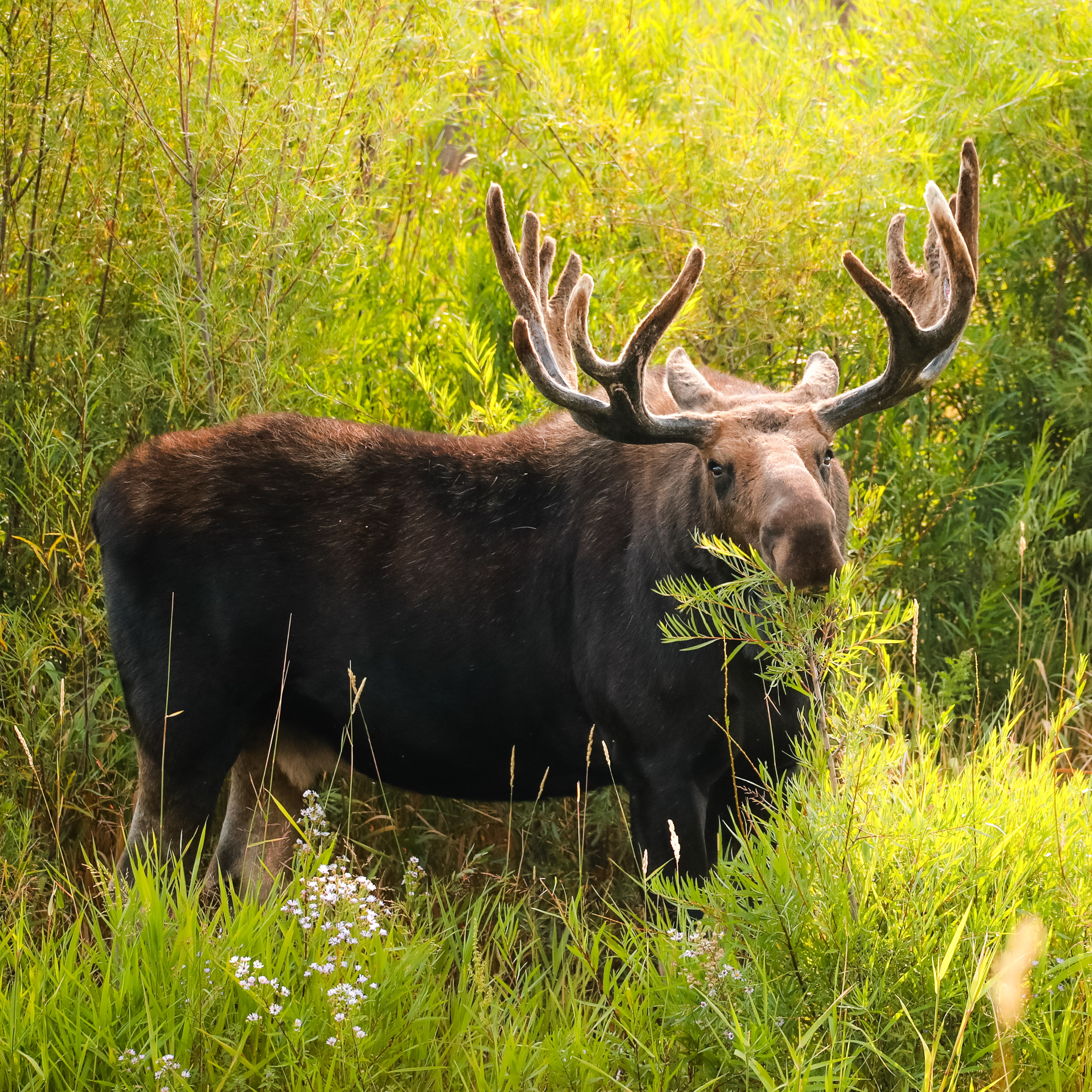 Bull Moose Snacking on Willows by Kasey Mueller | Fstoppers