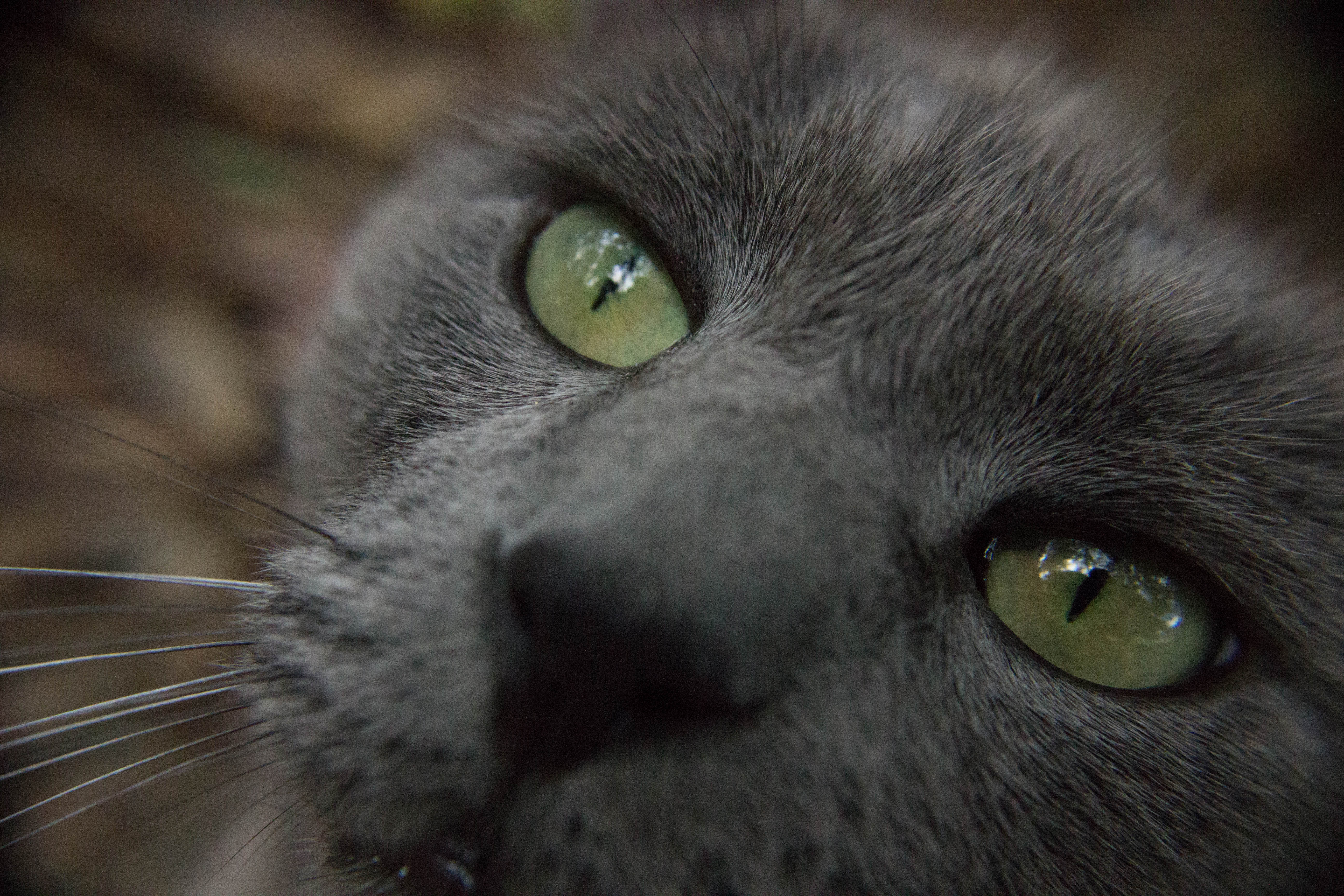 Sloop Cat Cat by Michael Sloop | Fstoppers