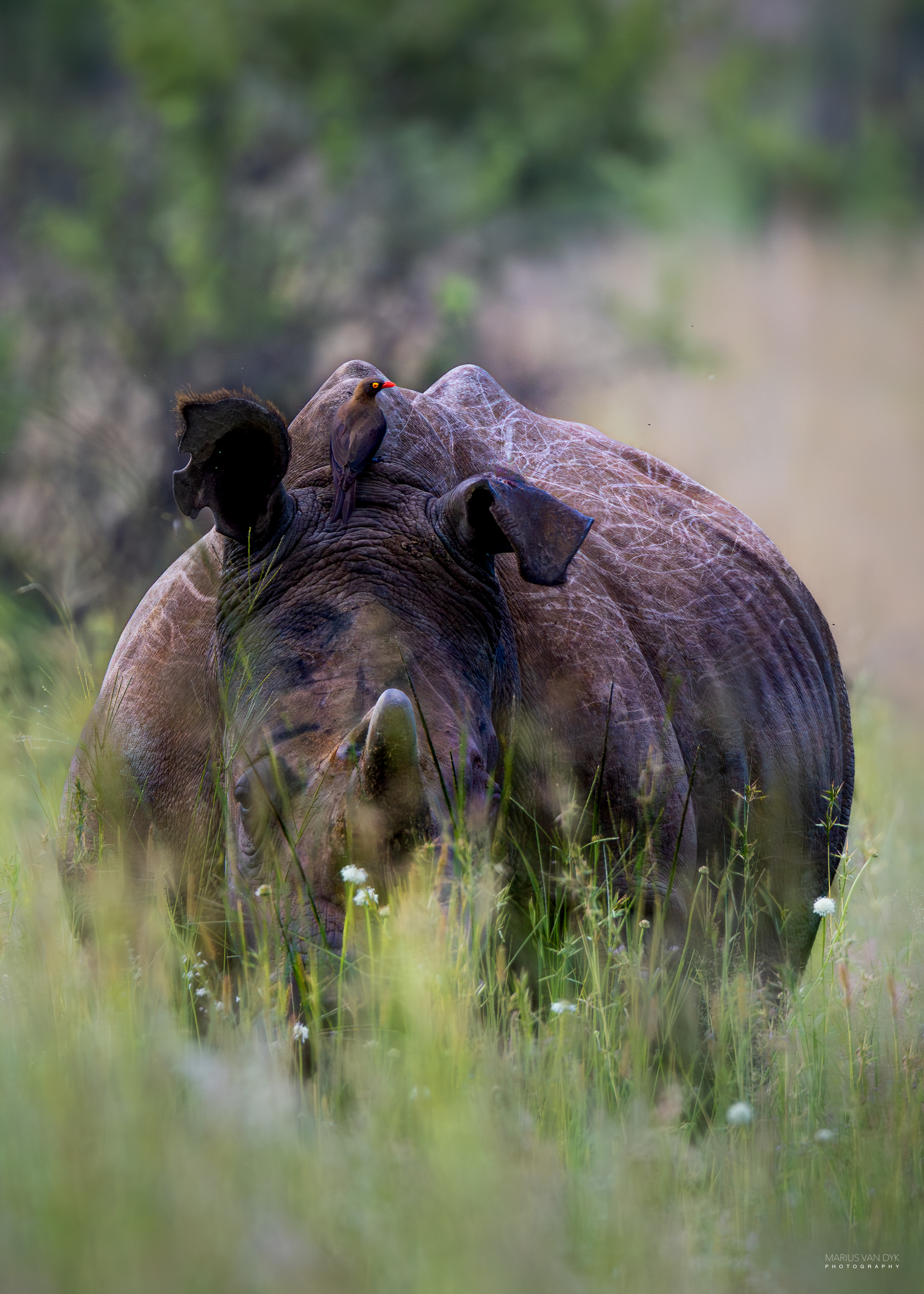 The Rhino and the Oxpecker by marius van dyk | Fstoppers