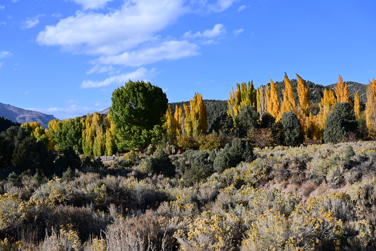 Yellow Trees by Mike Jones | Fstoppers