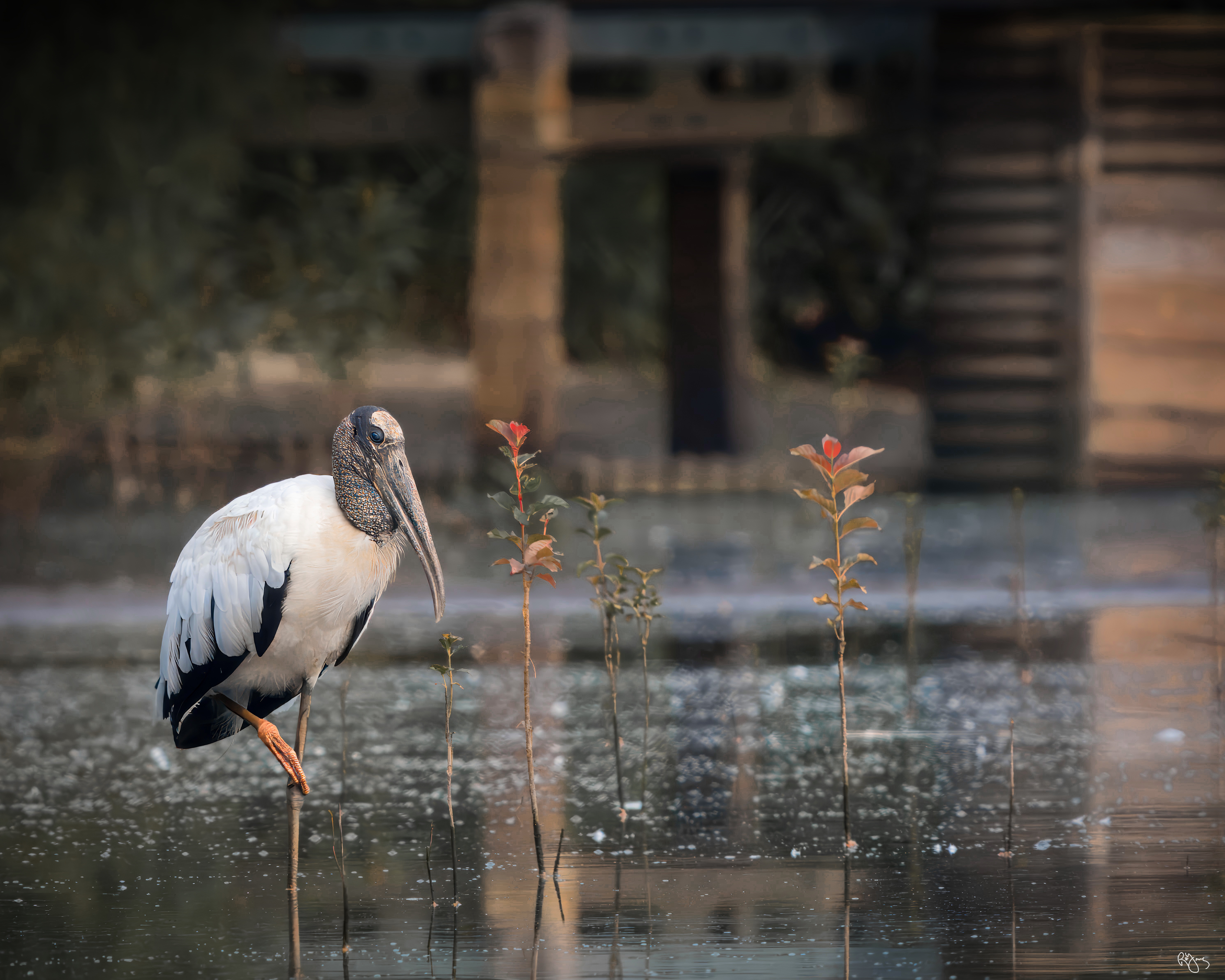 Wood Stork by Roy Gipson Young | Fstoppers