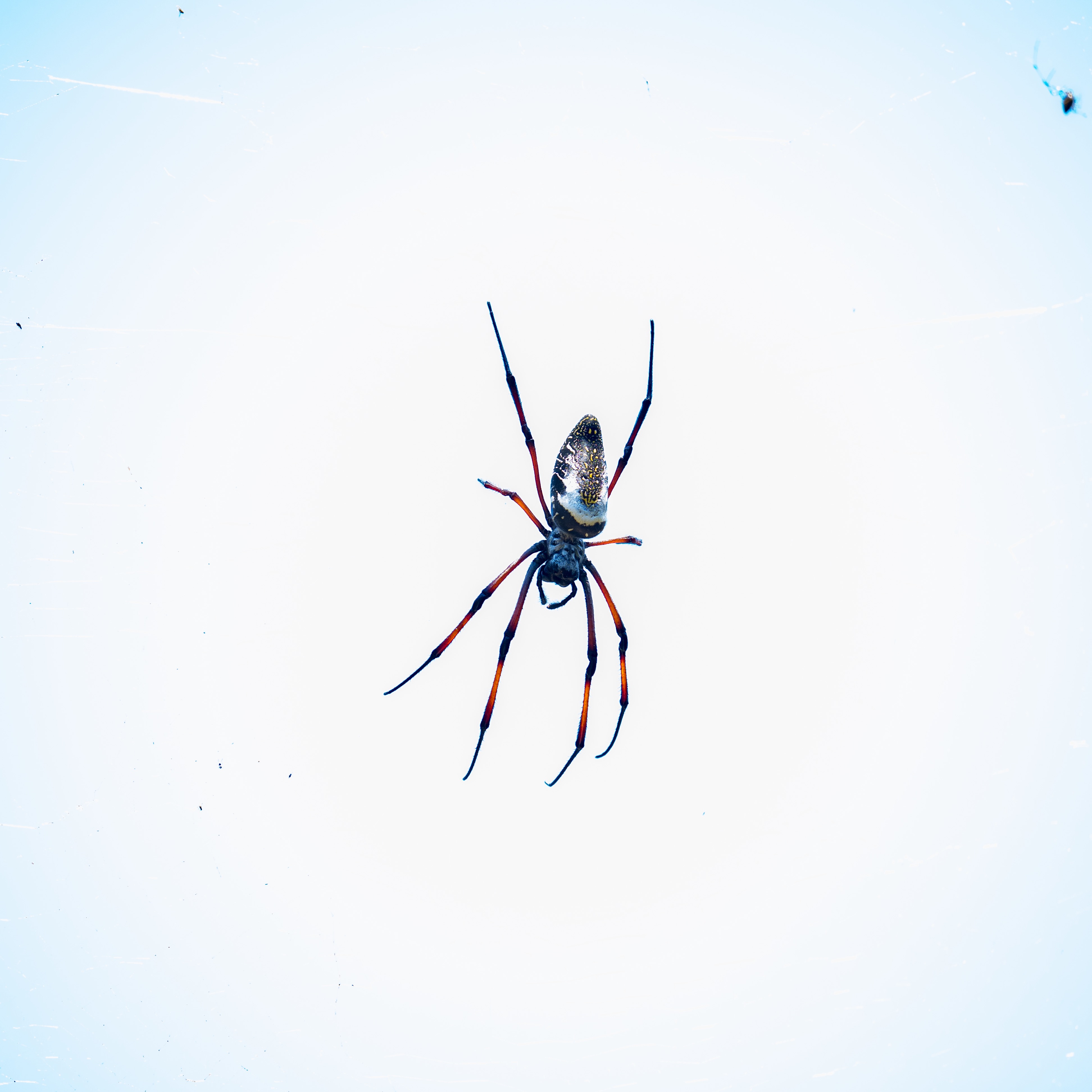 Large spider by Juan Guerrero | Fstoppers