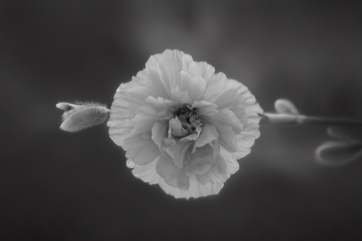 backlit bloom ... by judy foote-belleci | Fstoppers