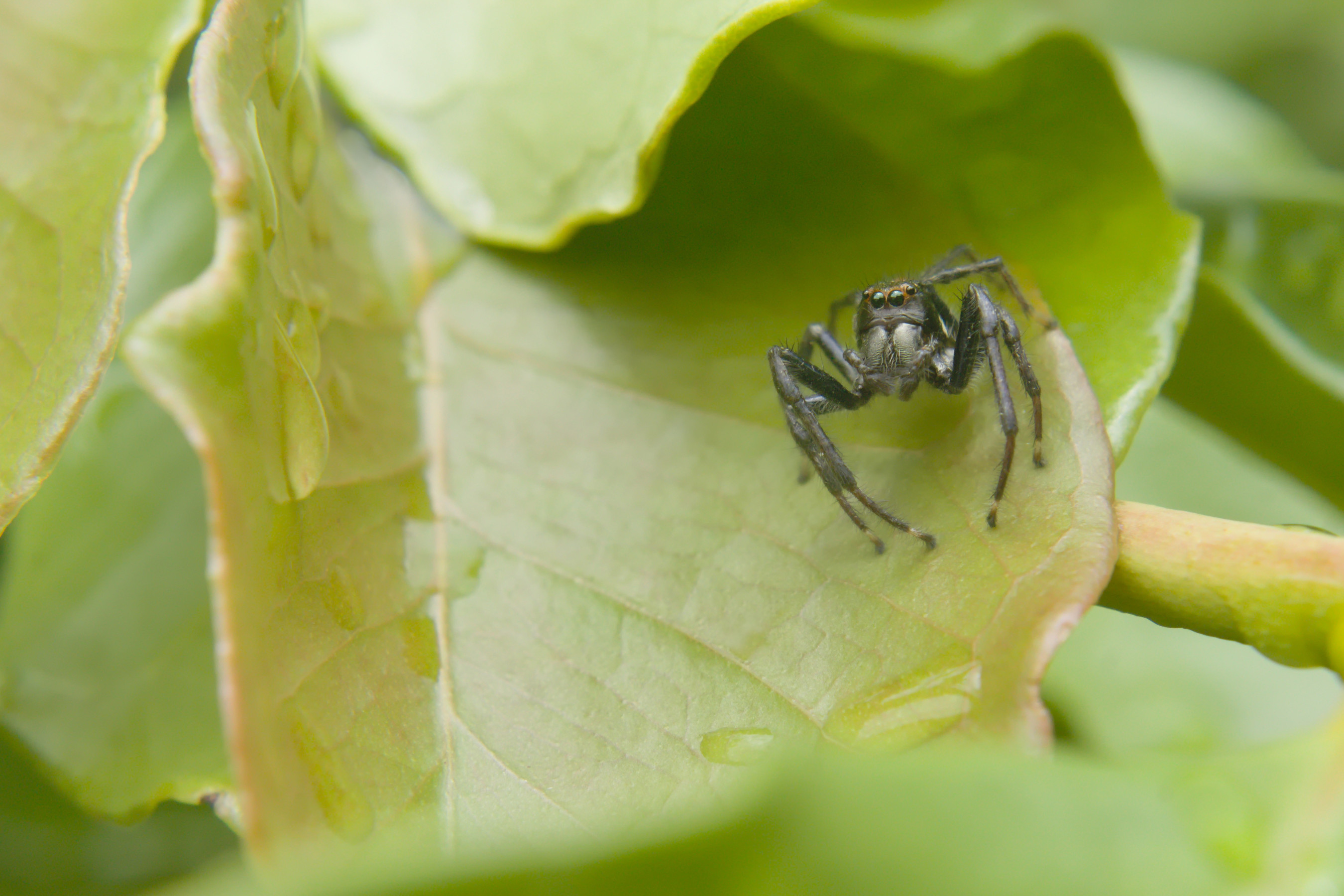 Guillermo Topp's salticidae spider portrait.