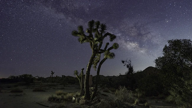 Gnarled Joshua tree silhouetted against a starry night sky with the Milky Way visible overhead.