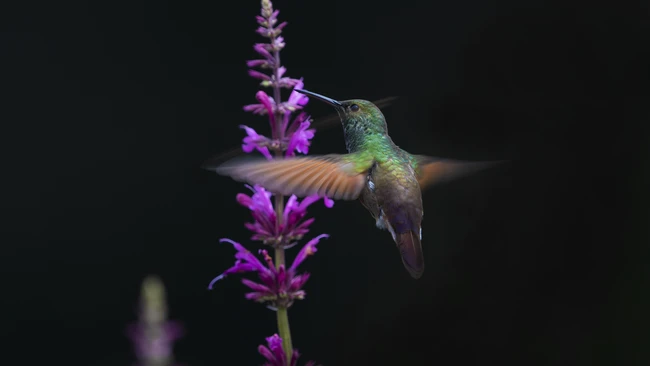 Hummingbird Photography: Lessons Learned From 10 Years Behind the Lens