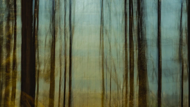 Vertical motion blur of a dense forest with tall trees