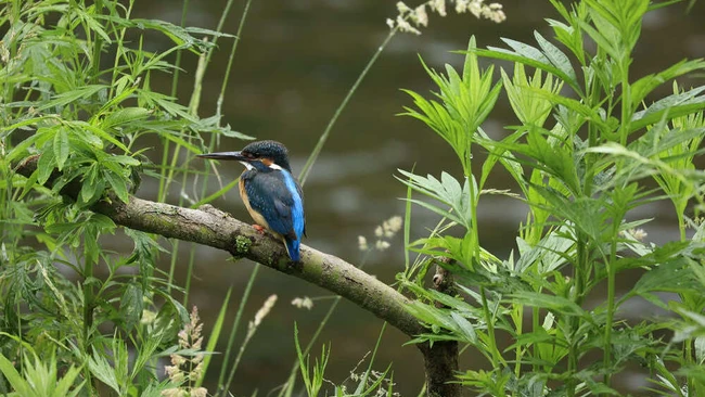 Blue kingfisher perched on branch surrounded by green foliage