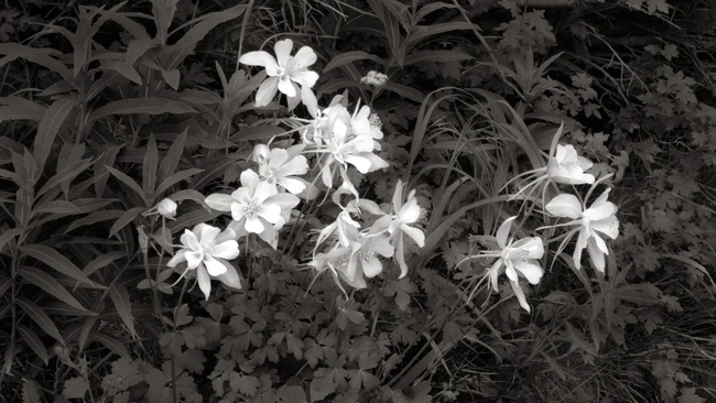 Film Photographer's Journey Into Digital B&W Conversion