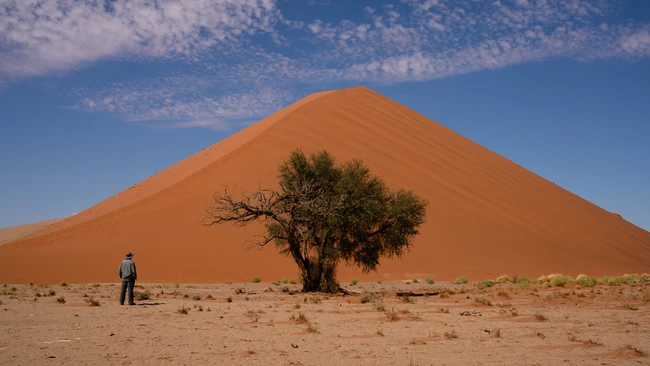Lone figure standing before massive rust-colored sand dune with gnarled tree in desert landscape