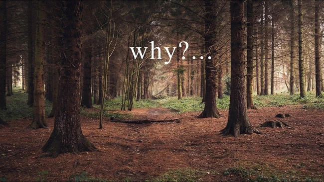 Forest path lined with tall trees and brown pine needles, with text overlay reading "why?..."