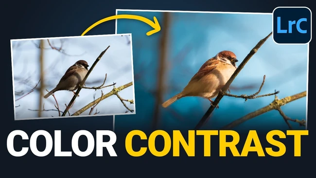 Comparison graphic showing color contrast enhancement of a bird photo in Lightroom