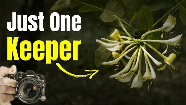 Graphic overlay showing delicate white flowers with yellow arrow pointing to text 'Just One Keeper' and DSLR camera held in hand