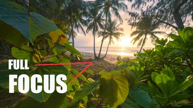 Tropical beach at sunrise with palm trees framing lush foreground vegetation and ocean horizon