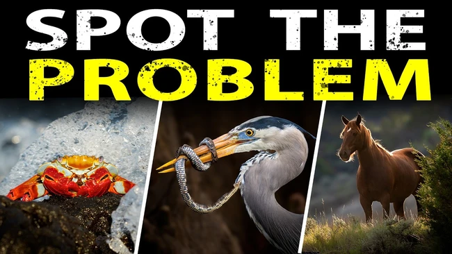 Graphic with text 'SPOT THE PROBLEM' featuring three wildlife photographs: a red crab, a heron with a snake, and a brown horse