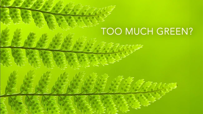 Graphic illustration of bright green fern fronds against a vibrant lime background with text reading 'TOO MUCH GREEN?'