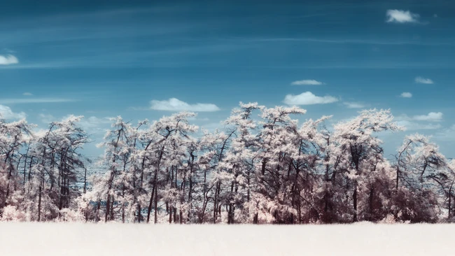 Snow-covered evergreen forest under blue sky with white clouds