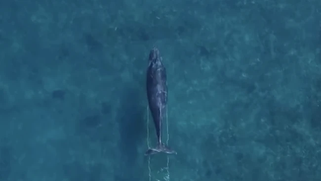 Aerial drone shot of a whale surfacing in deep blue ocean water