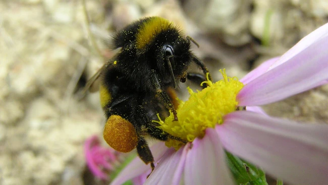 Bumblebee with pollen baskets collecting nectar from pink daisy-like flower
