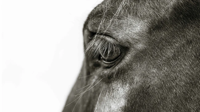 Close-up black and white portrait of a horse's head in profile
