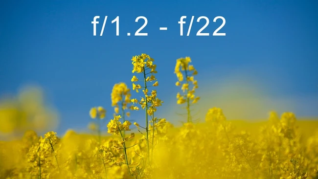Yellow rapeseed field with sharp focus on foreground flower stems against blurred background under clear blue sky