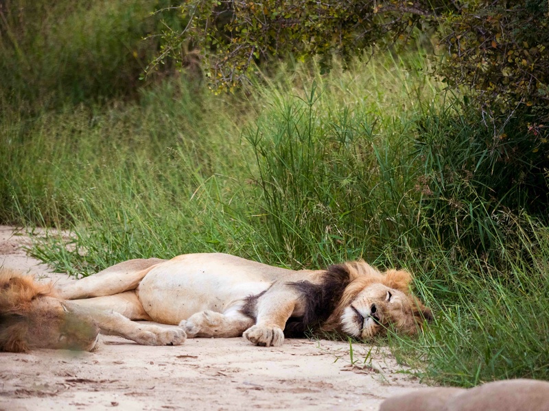 Essential Camera Features and Settings for Safari Photography Fstoppers