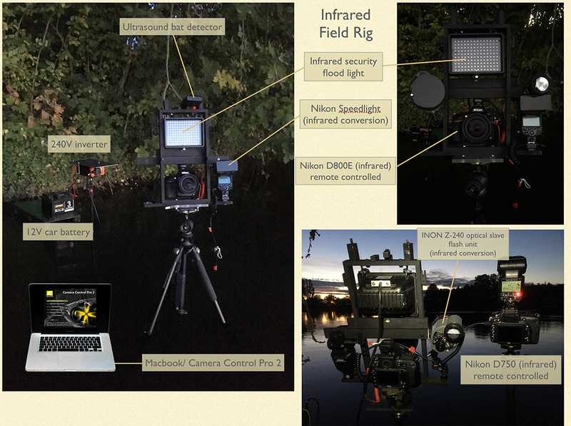 Incredible Photo of Bats Hunting Uses GroundBreaking Infrared Lighting