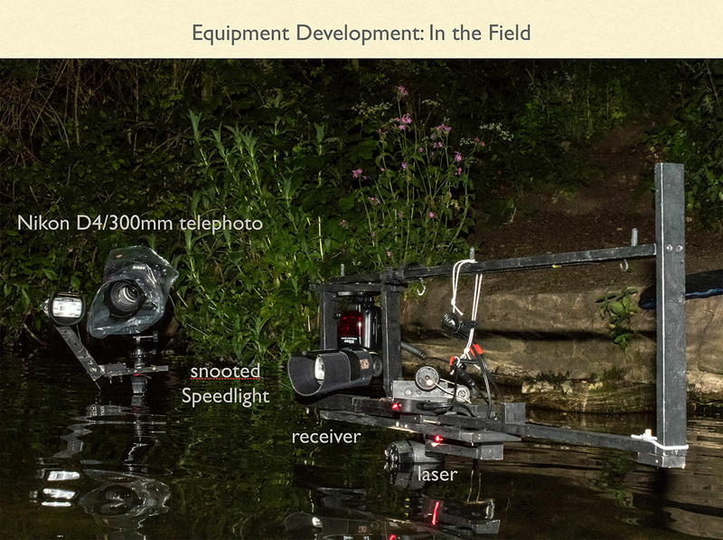 Incredible Photo of Bats Hunting Uses GroundBreaking Infrared Lighting