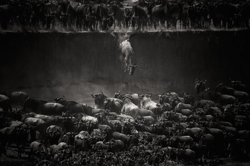 Nature Winner Nicole Cambre, Brussels, Belgium The Great Migration