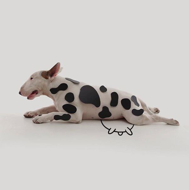 Jimmy the Bull Fstoppers