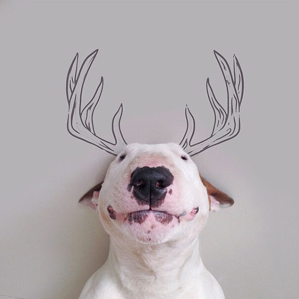 Jimmy The Bull Fstoppers
