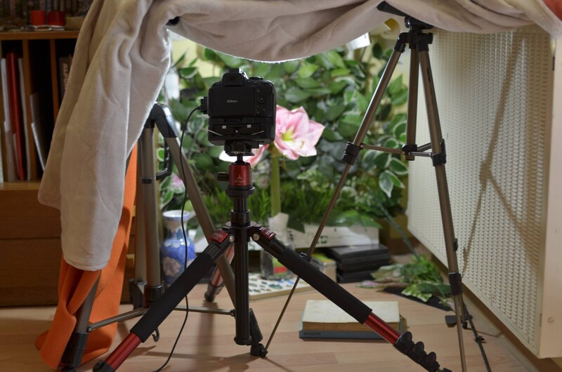 flower-timelapse-1