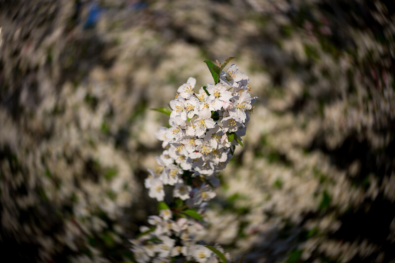 Fstoppers Reviews the Lensbaby Twist 60 Lens | Fstoppers