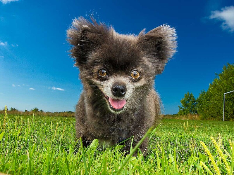 pomeranian standing in field