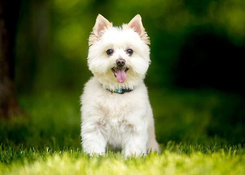 white dog sitting on lawn