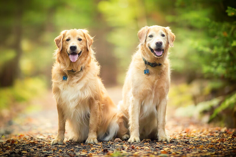 two golden retrievers sitting in trail