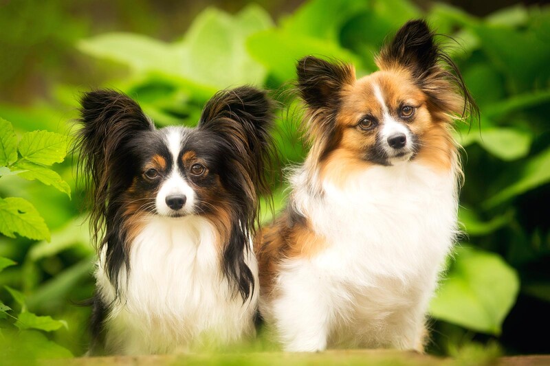 two papillons