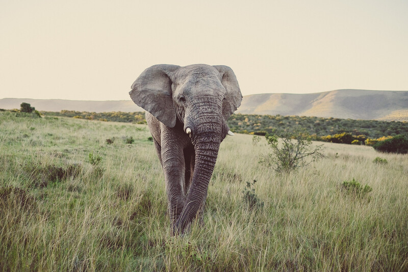 African Elephant