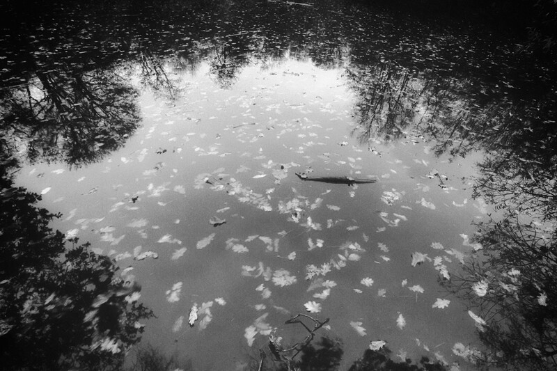 Autumn leaves in the water