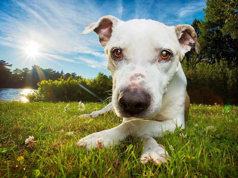 dog lying in grass with front legs crossed
