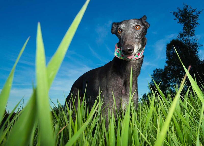 greyhound standing in tall grass