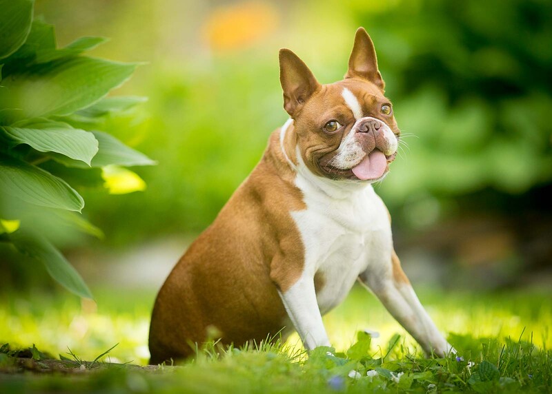 boston terrier sitting in grass