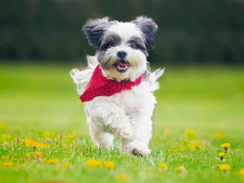 shih tzu running in field
