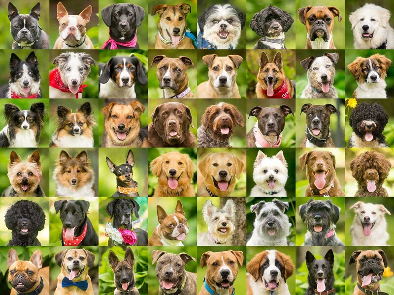 headshots of various dog breeds