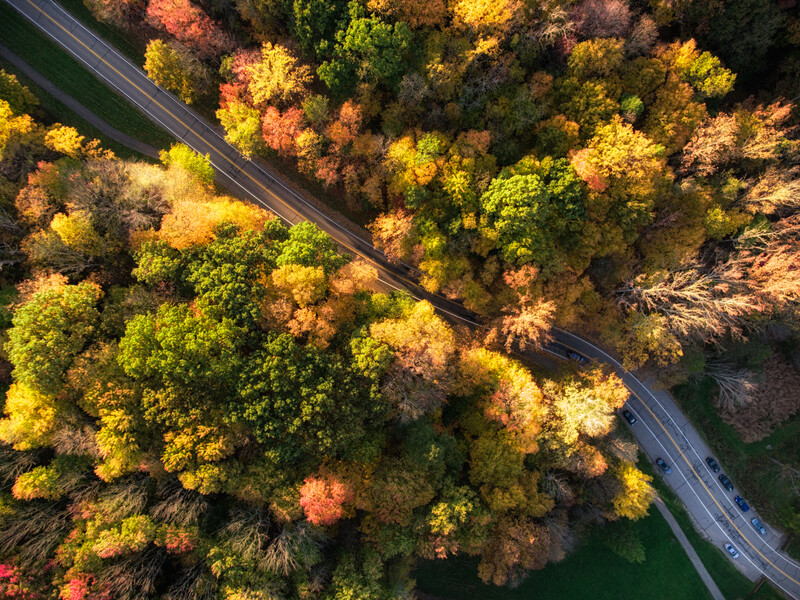 drone-aerial-millennials-trees-fall