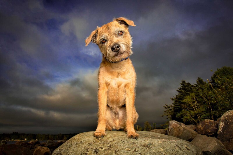 border terrier on rock
