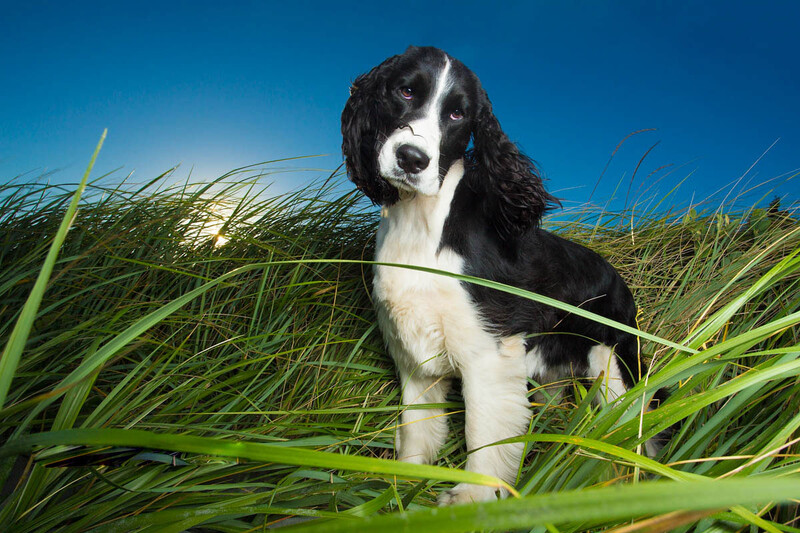 springer spaniel in grass
