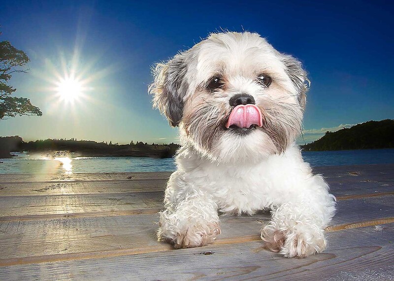 shih tzu licking nose on wooden dock
